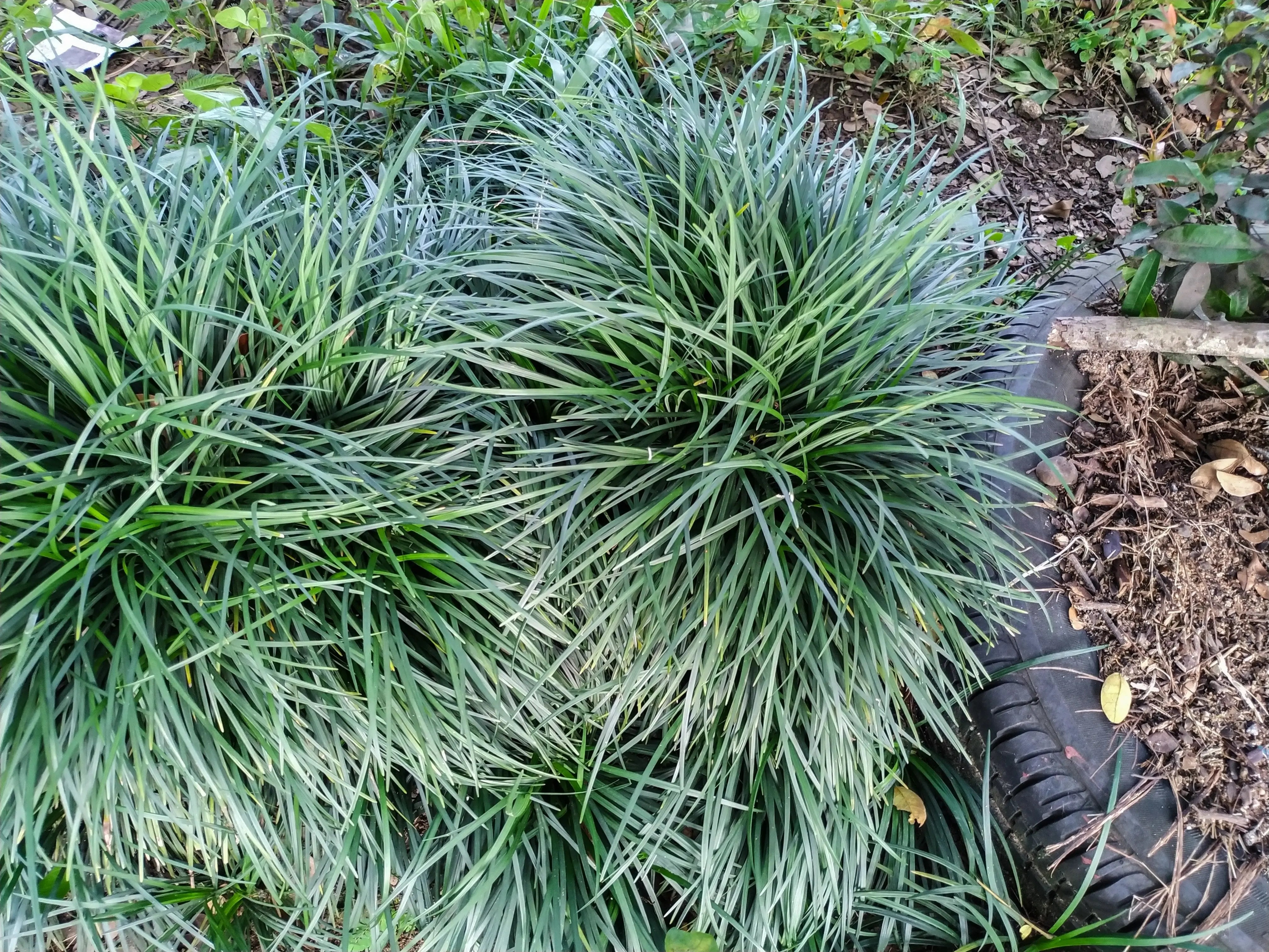 Japanischer Schlangenbart Ophiopogon japonicus 'Sparkler' Staude, grüne Blätter mit weißen Rändern, von Stauden Gänge