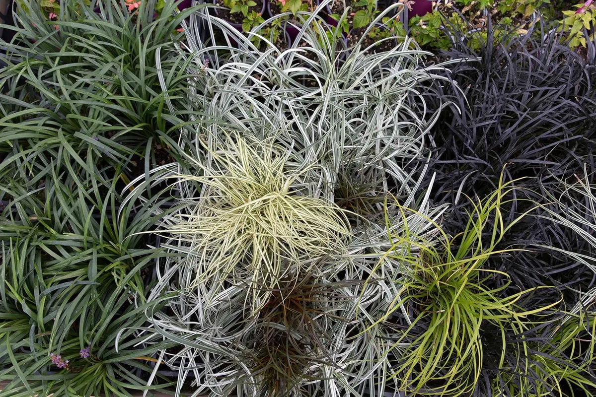 Bunter Japanischer Schlangenbart Ophiopogon japonicus 'Variegata' als Staude mit grün-weißen Blättern, gedeiht im Garten.