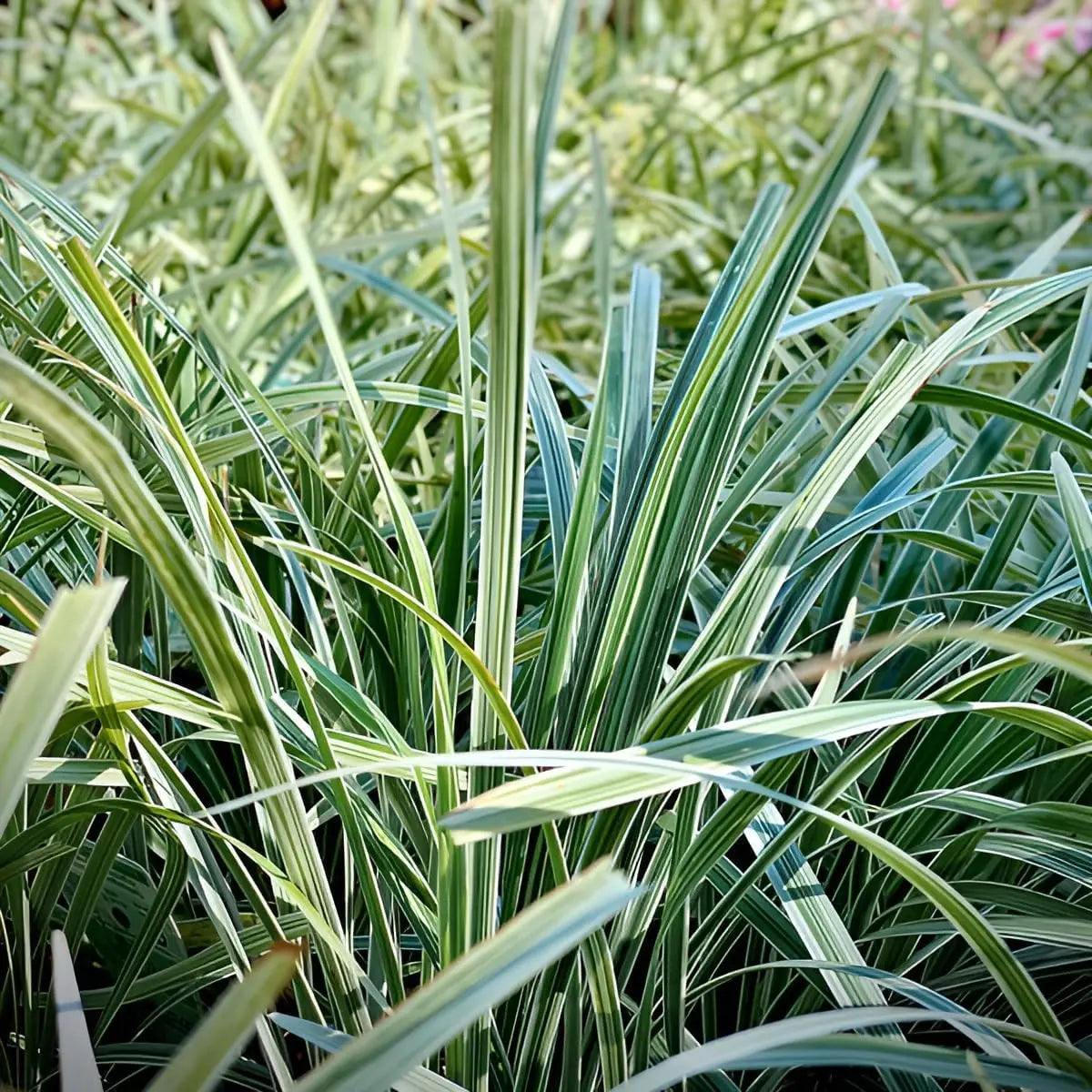 Bunter Japanischer Schlangenbart Ophiopogon japonicus 'Variegata' als Staude, mit grün-weißen Blättern, im Garten.