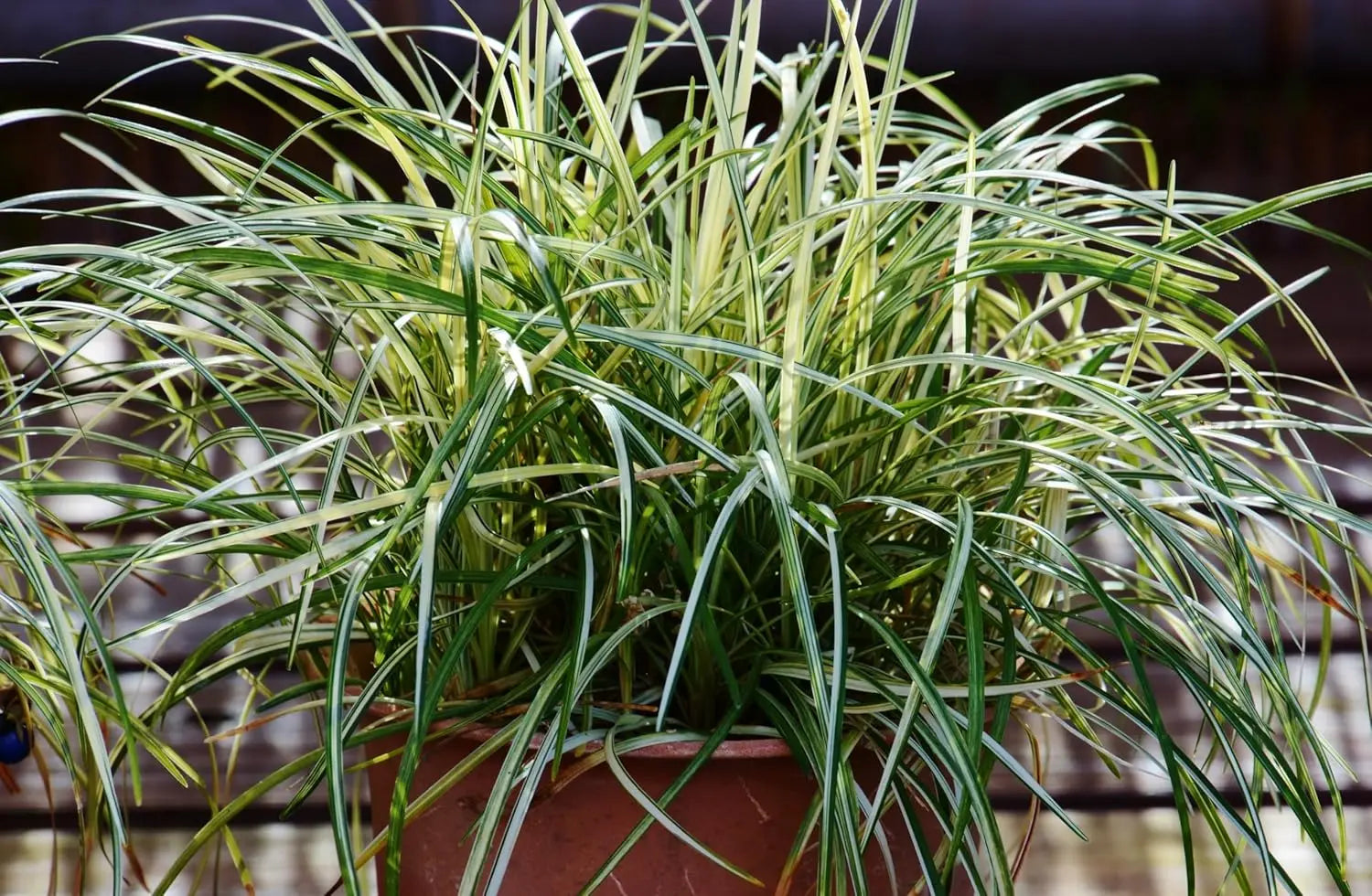 Bunte Staude Ophiopogon japonicus 'Variegata' mit grün-weiß variierten Blättern, japanischer Schlangenbart, Stauden Gänge