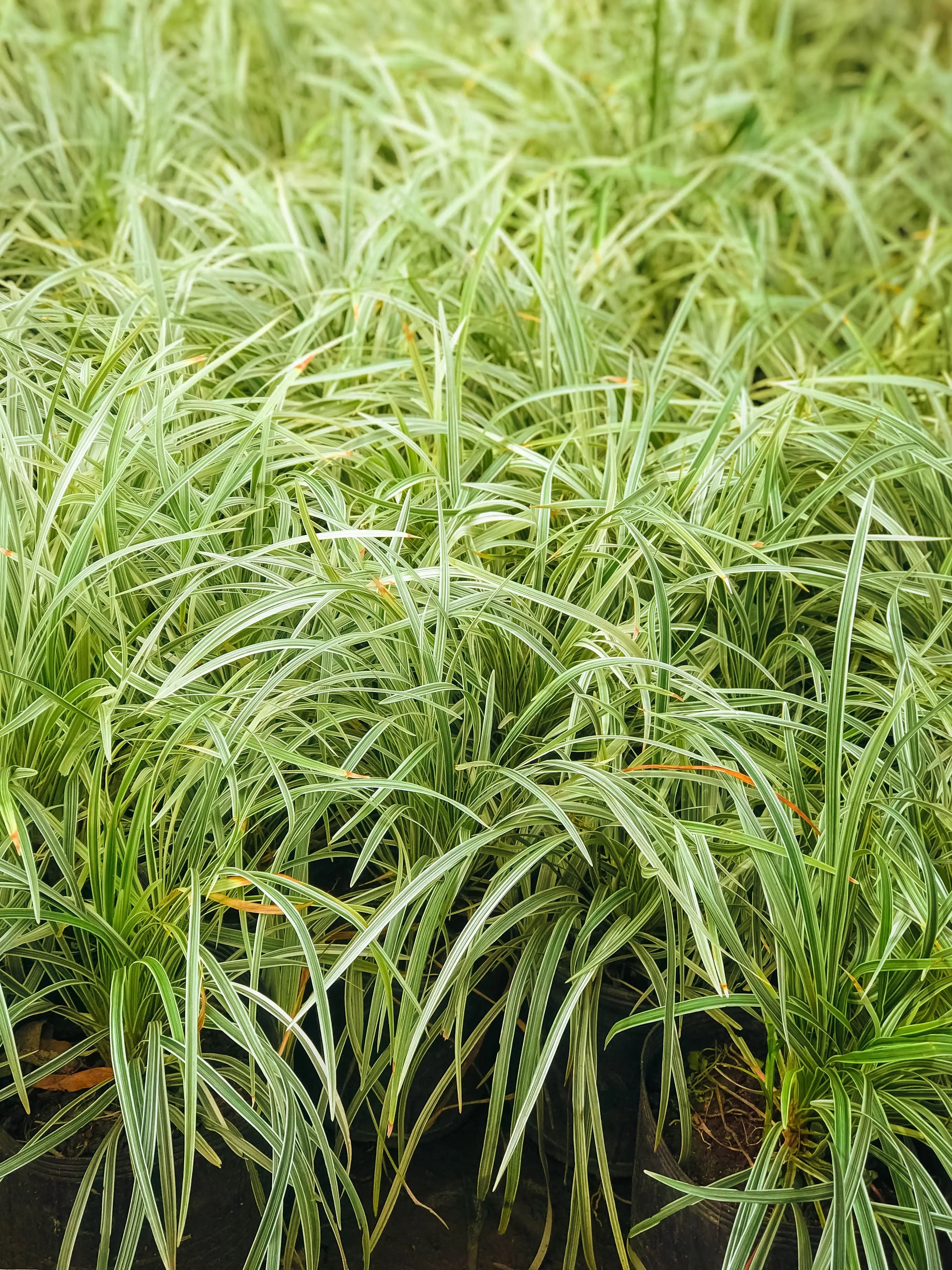 Bunte Staude Ophiopogon japonicus 'Variegata' mit schmalen, variierten Blättern, wächst als Zierpflanze in einem Garten.