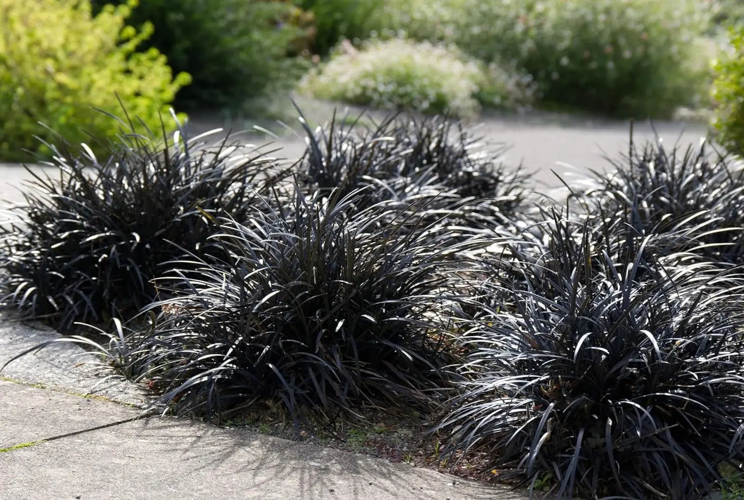 Schwarzer Schlangenbart (Ophiopogon planiscapus 'Niger') Staude, dunkle, schmale Blätter, im Garten bei Stauden Gänge fotografiert