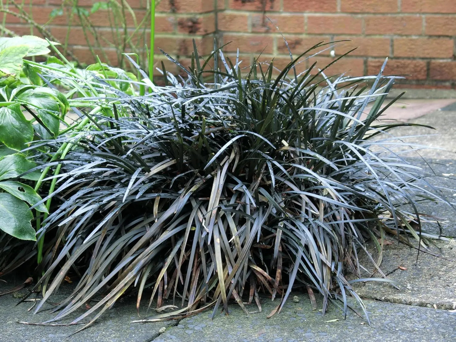 Schwarzer Schlangenbart Staude Ophiopogon planiscapus 'Niger' in einem Gartenbeet, dunkle, schmalblättrige Pflanze.