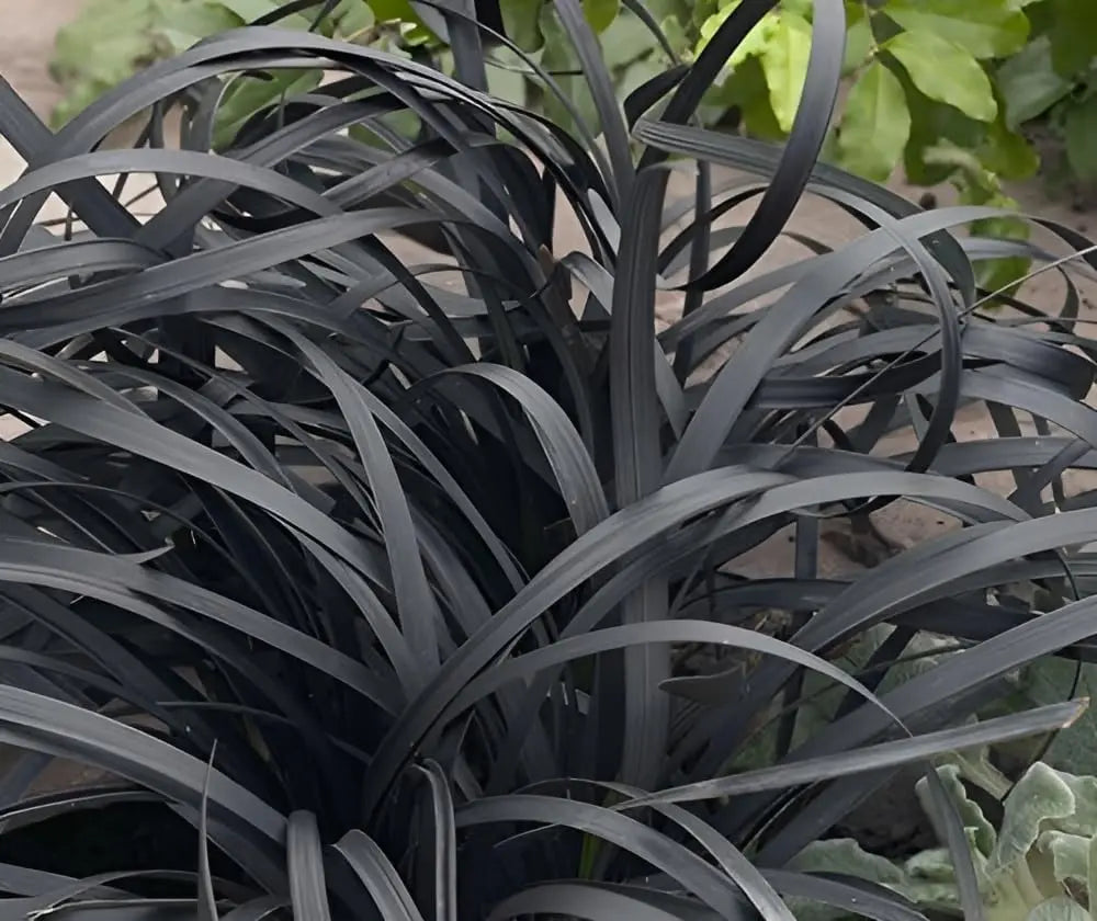 Schwarzer Schlangenbart (Ophiopogon planiscapus 'Niger') Staude von Stauden Gänge, dichtes, dunkles Laub, typische Pflanze für Garten und Beete