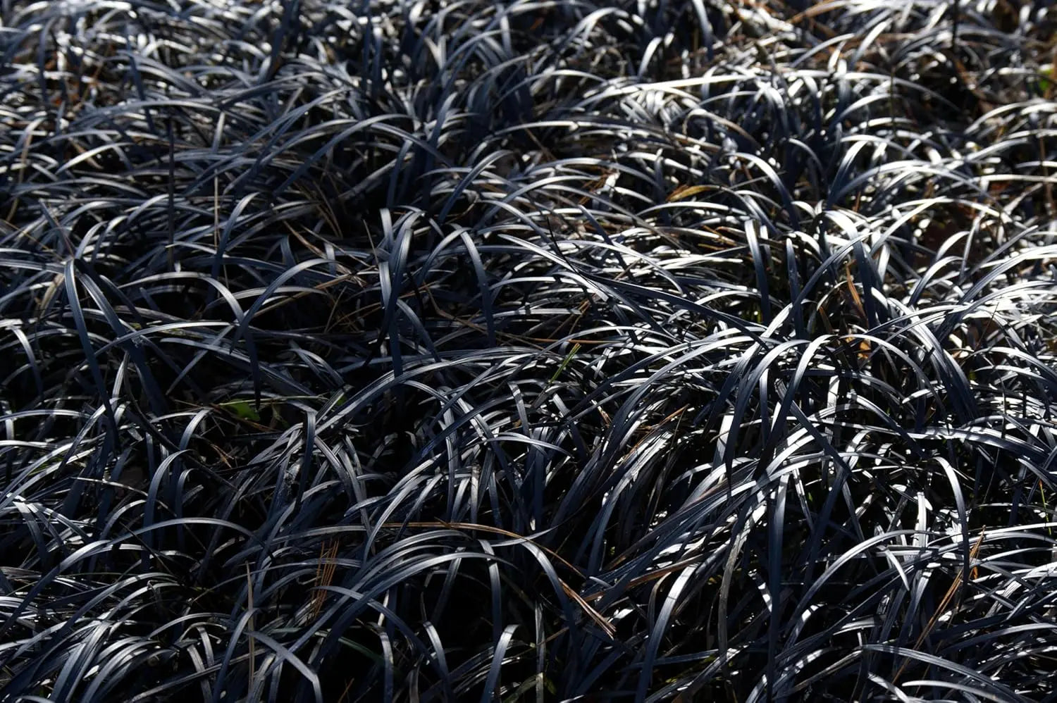Dunkle, schlangenartige Staude, Ophiopogon planiscapus 'Niger', Schwarzer Schlangenbart, in Gartenumgebung, von Stauden Gänge