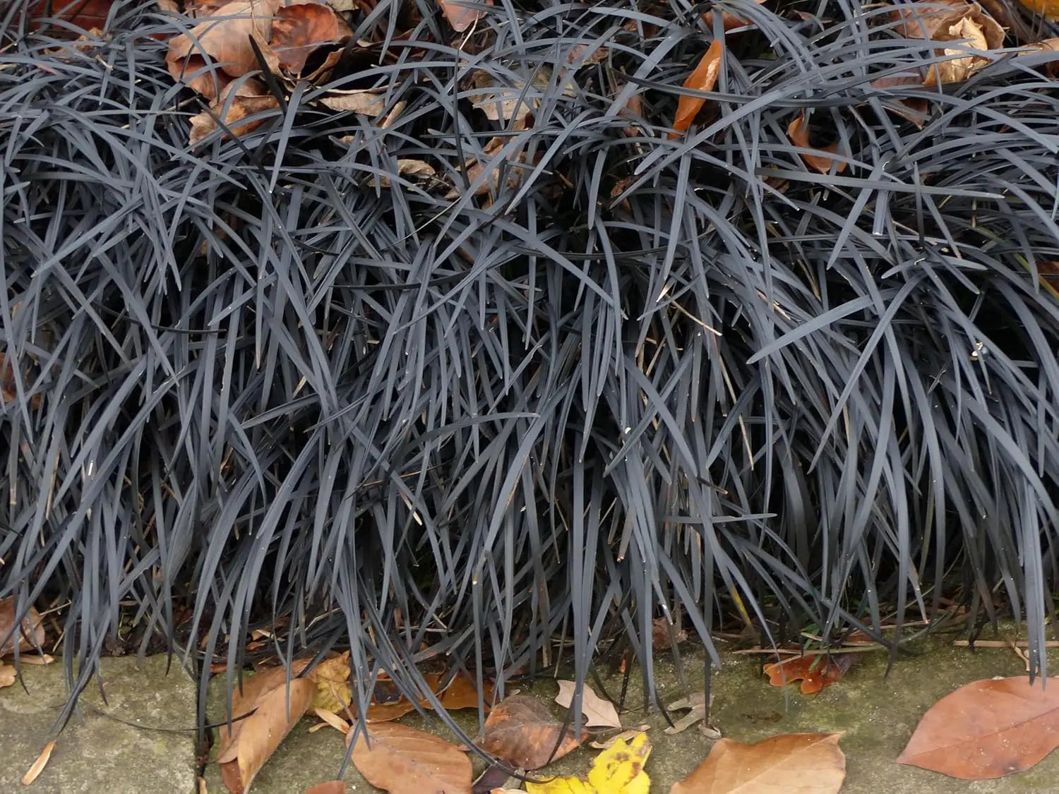 Schwarzer Schlangenbart Ophiopogon planiscapus 'Niger' Staude, dunkle, schmale Blätter, im Garten bei Stauden Gänge.