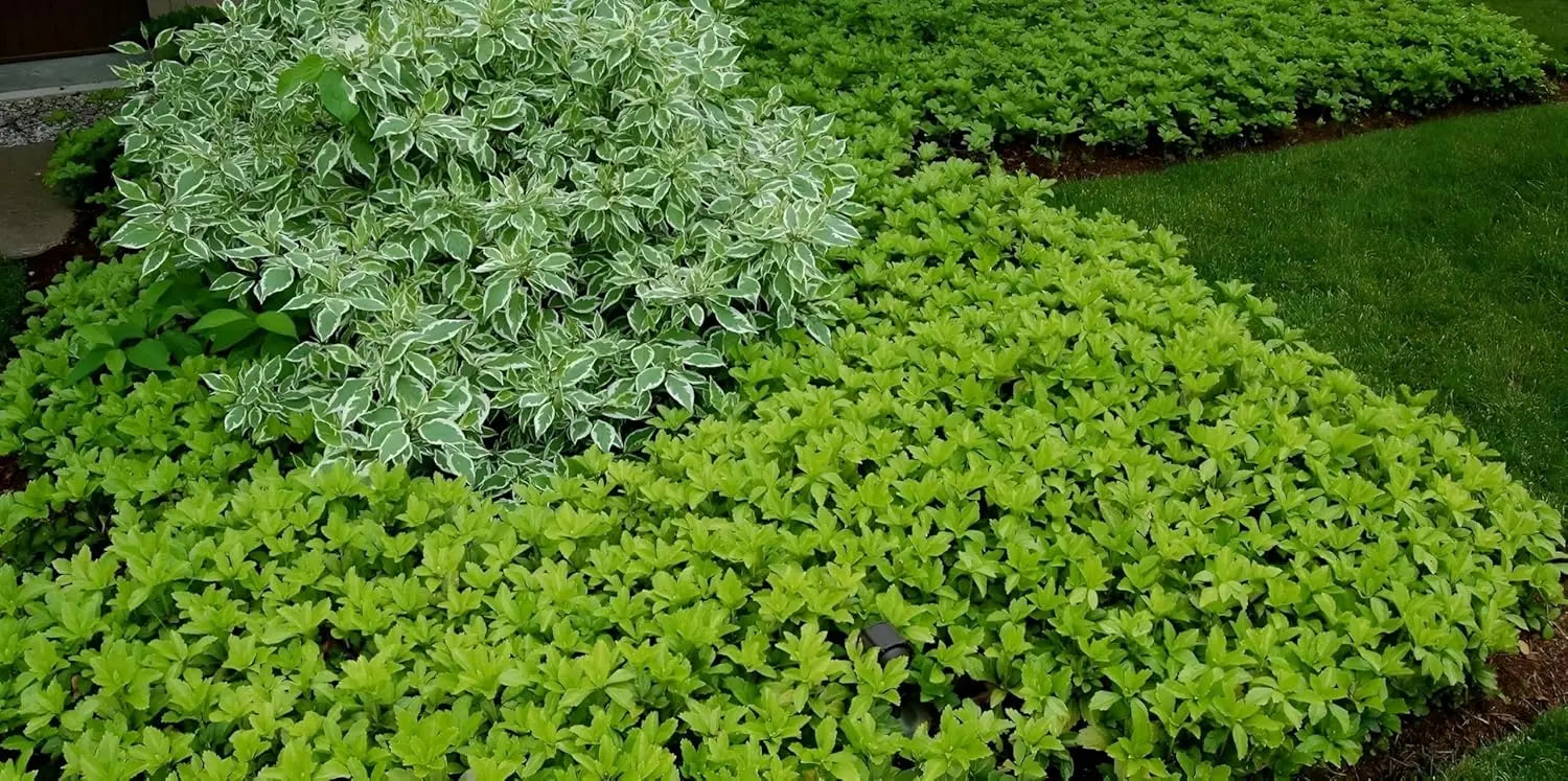 Pachysandra terminalis Dickmännchen, immergrüne Staude, grünes Laub, dichter Bodendecker, von Stauden Gänge