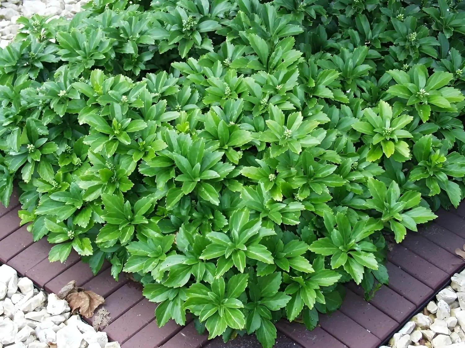 Grüne Pachysandra terminalis, Dickmännchen, als Staude im Garten, von Stauden Gänge, dicht wachsend und pflegeleicht.