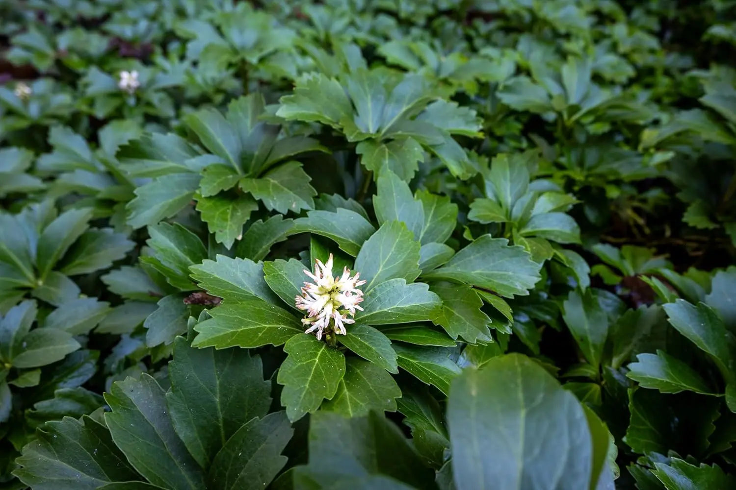 Pachysandra terminalis, eine grüne Staude von Stauden Gänge, mit glänzenden Blättern und dichter Wuchsform.