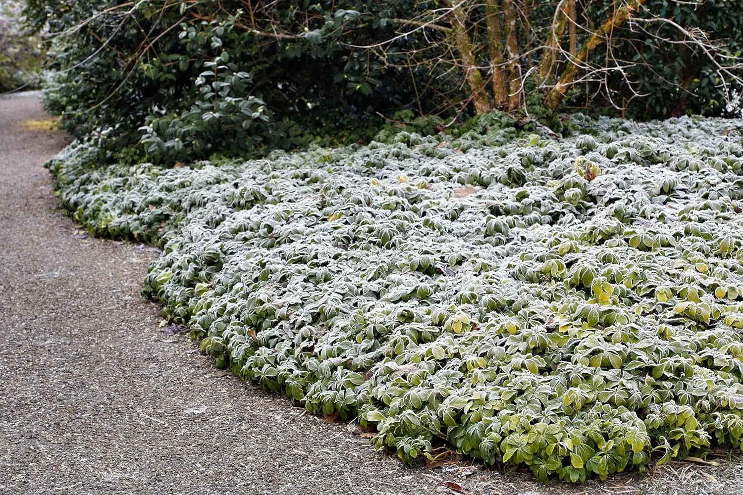 Pachysandra terminalis, Dickmännchen Staude von Stauden Gänge, grünes Laub, bodendeckende Pflanze im Garten.