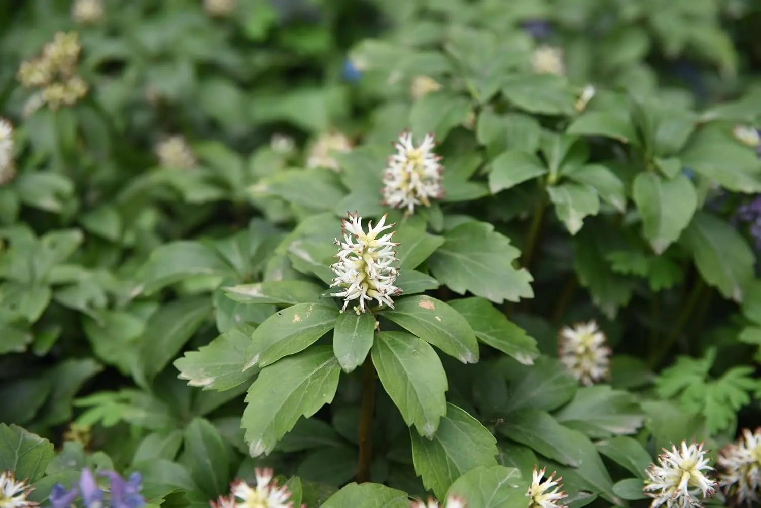 Dichte Pachysandra terminalis Staude mit grünen Blättern, perfekte Bodendecke, von Stauden Gänge, natürlicher Gartenbodenbedecker