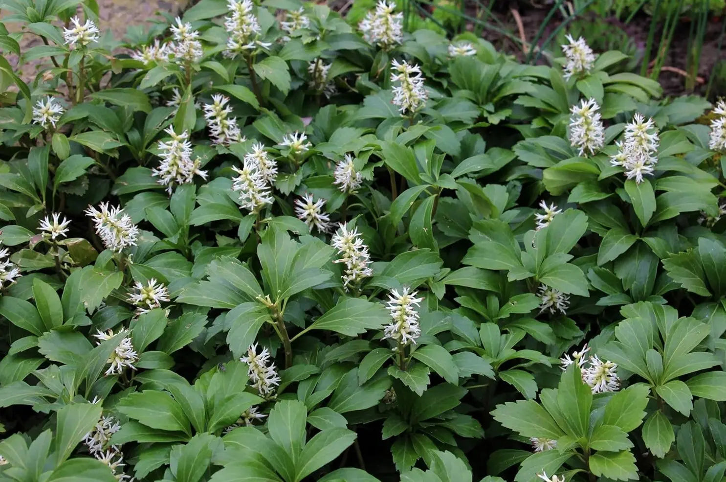 Grüne Pachysandra terminalis 'Green Carpet' Dickmännchen, immergrüne Staude, dicht wachsend, ideal für Bodendecker, von Stauden Gänge