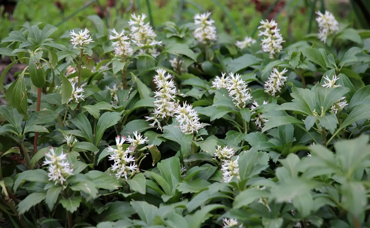 Pachysandra terminalis 'Green Carpet' Dickmännchen, grüne Staude, dichter Bodendecker, von Stauden Gänge.