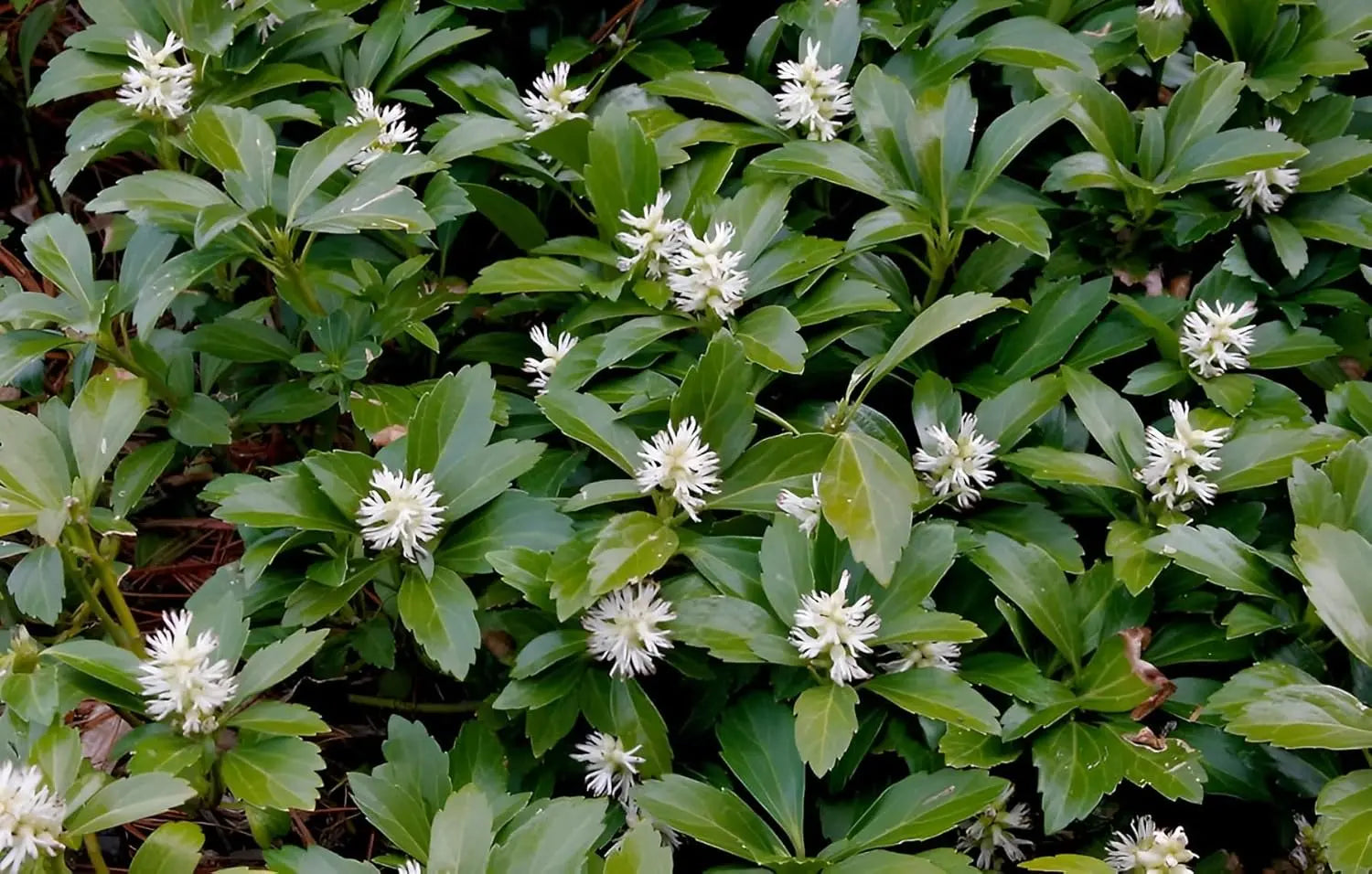 Pachysandra terminalis 'Green Carpet', Dickmännchen, grüne Bodendeckerstaude, wächst dicht und buschig in einem Garten.