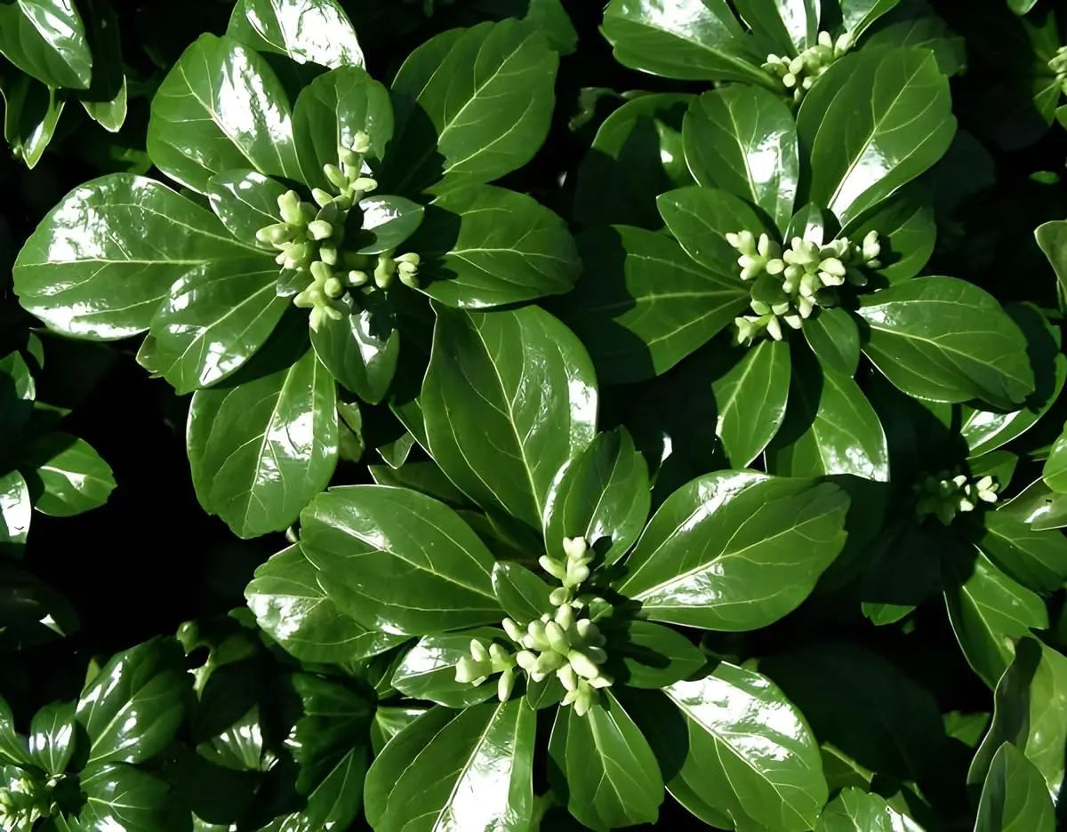 Pachysandra terminalis 'Green Sheen', grüne Dickmännchen Staude, wächst als Bodendecker, mit glänzenden Blättern, von Stauden Gänge.