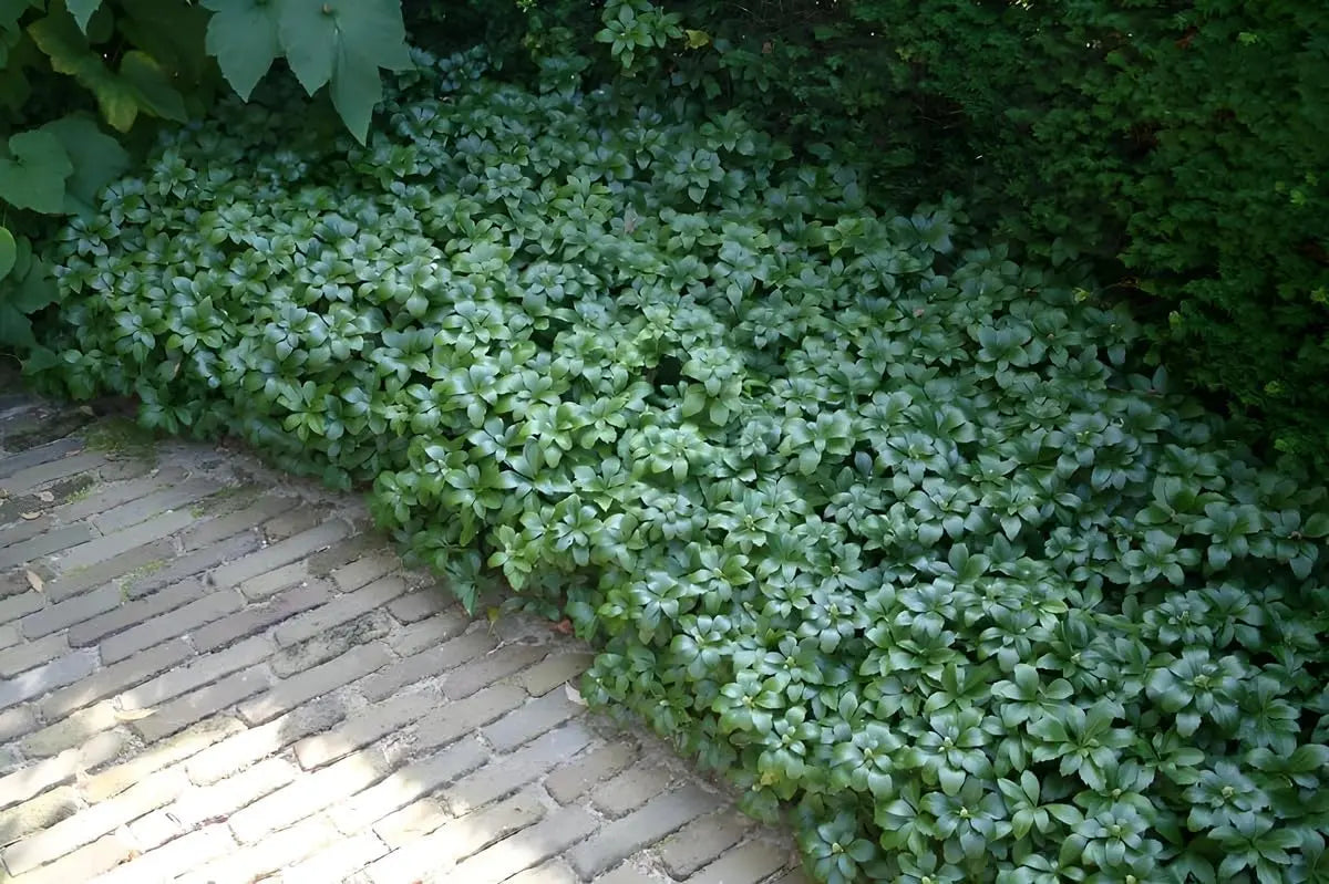 Grüne Pachysandra terminalis 'Green Sheen' Dickmännchen, robuste Staude mit glänzenden Blättern, wächst niedrig im Garten.