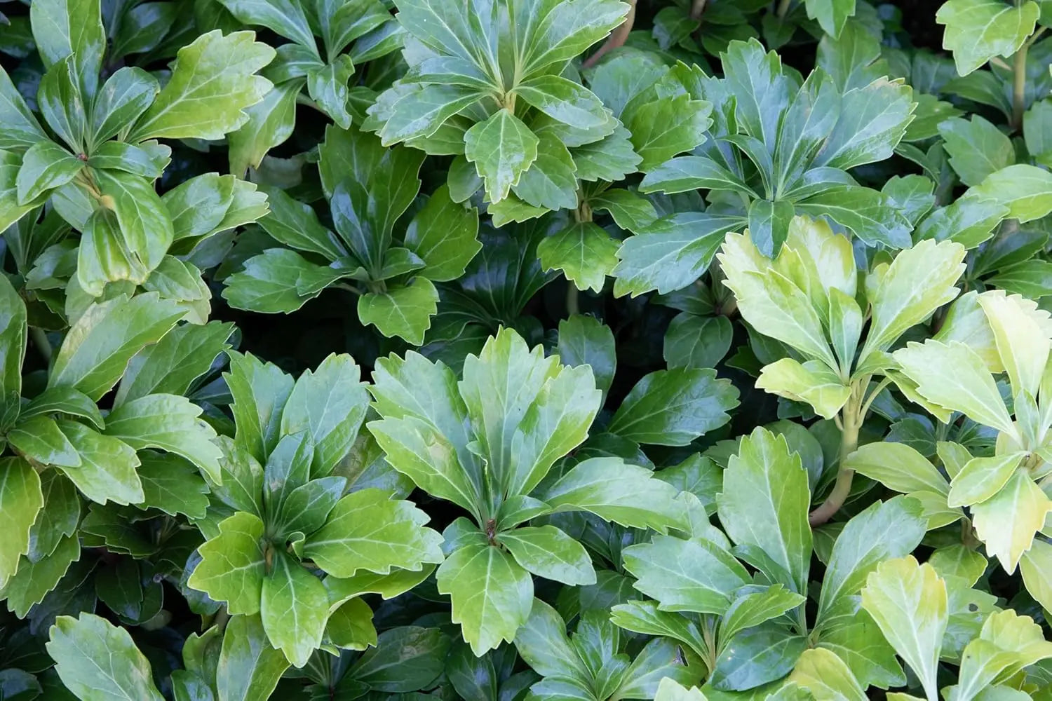 Pachysandra terminalis 'Green Sheen' Dickmännchen, grüne Staude mit glänzenden Blättern, wächst als Bodendecker.