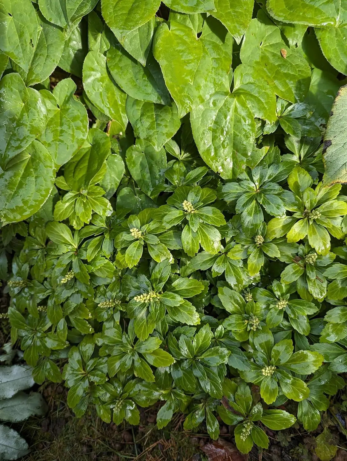Pachysandra terminalis 'Green Sheen', eine grüne Dickmännchen Staude, wächst dicht und immergrün, ideal für den Schattenbereich.