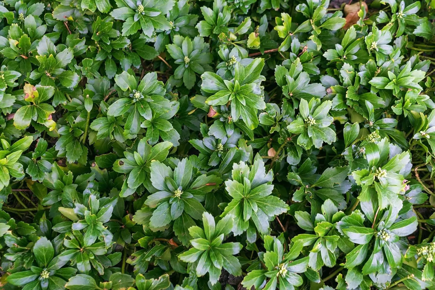 Pachysandra terminalis 'Green Sheen', grüne Dickmännchen-Staude, wächst dicht und immergrün, bei Stauden Gänge.