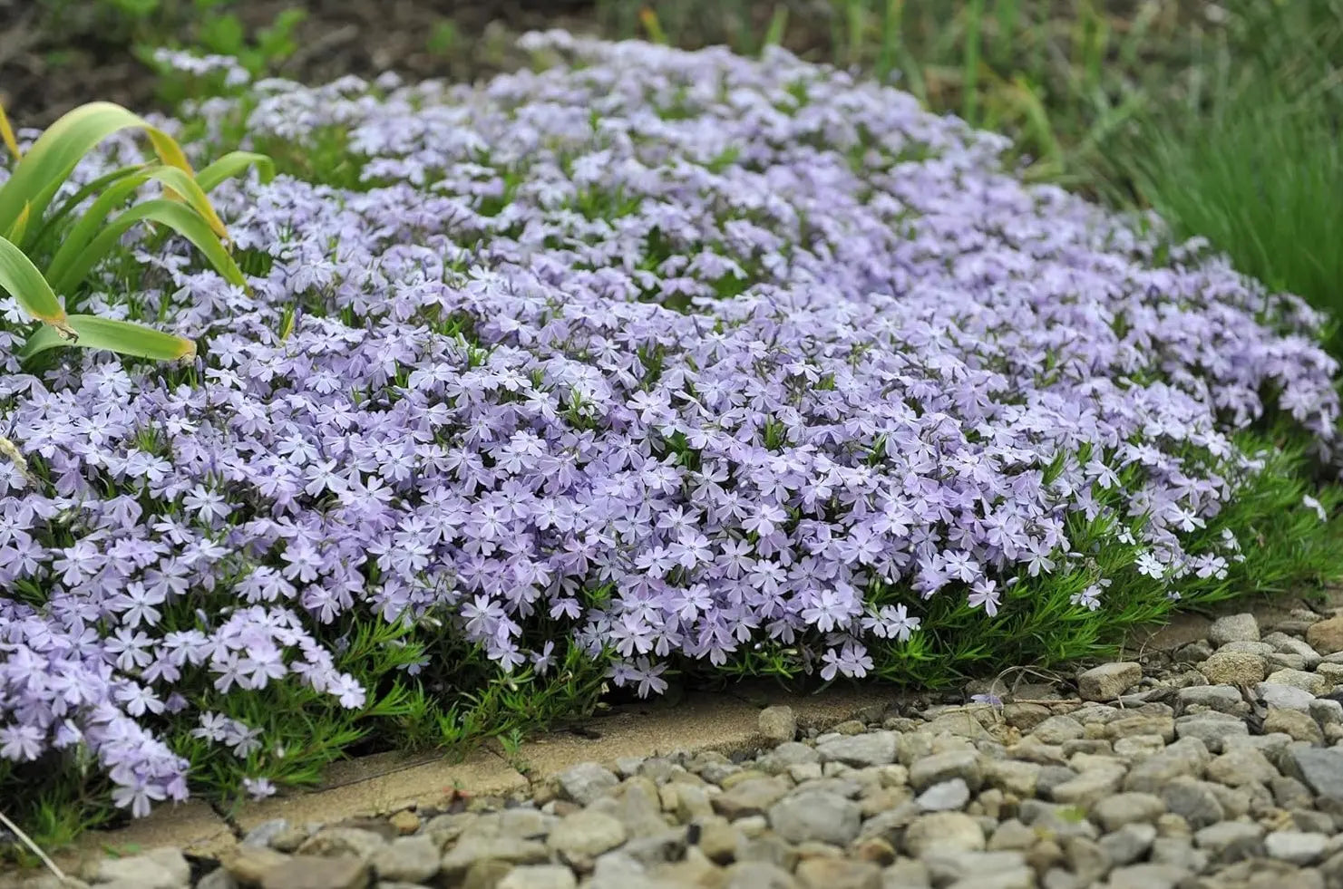 Blauer Polster-Phlox 'Emerald Cushion Blue' von Stauden Gänge, blühende Staude mit dichten, grünen Polstern und blauen Blüten.