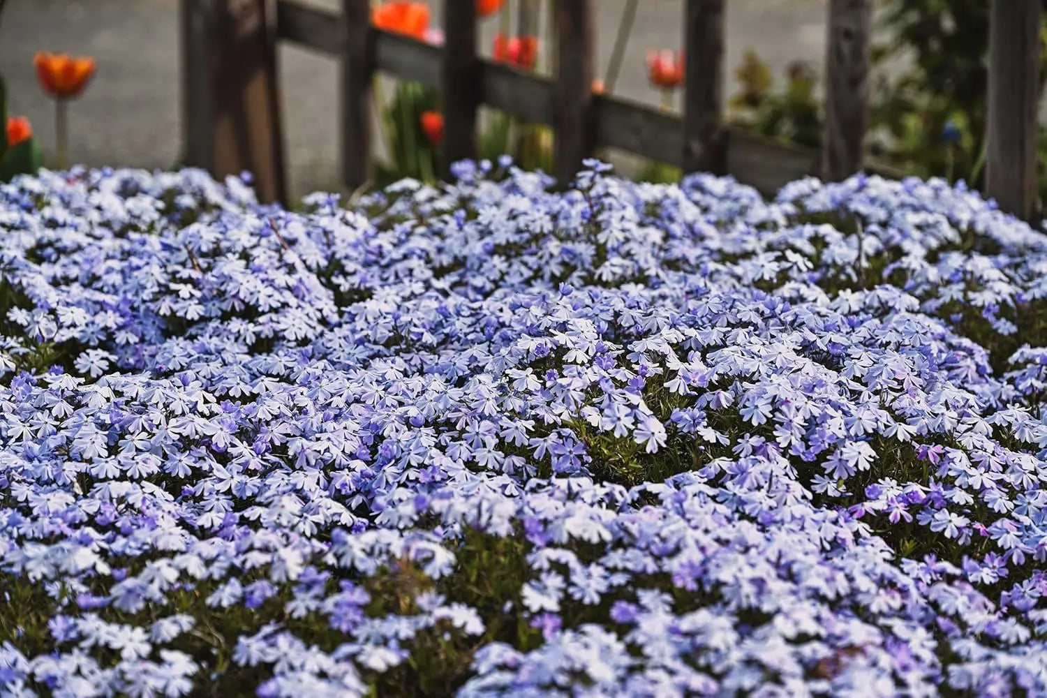 Blauer Polster-Phlox Staude Phlox subulata 'Emerald Cushion Blue' von Stauden Gänge, grüne, kompakte Bodendecker-Phlox.