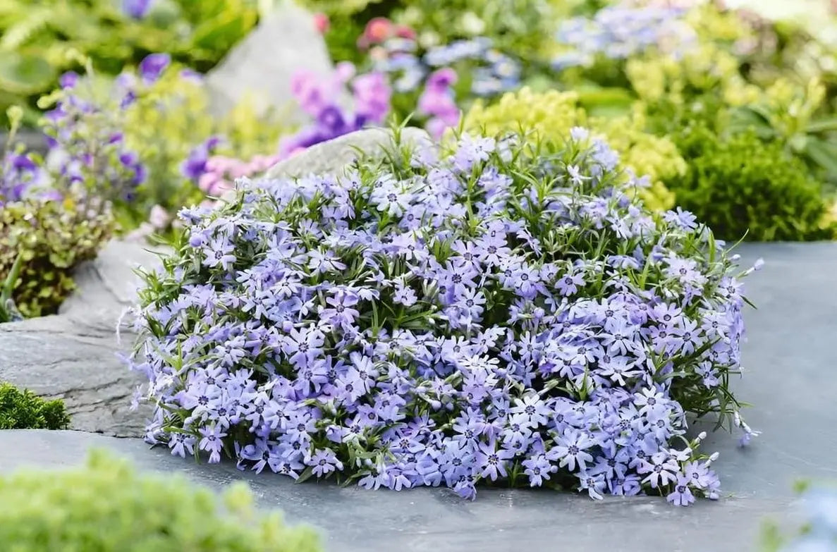 Polster-Phlox 'Fabulous Blue Dark Center' von Stauden Gänge, blühende Staude mit dunkelblauem Zentrum, ideal für Gartenbepflanzung