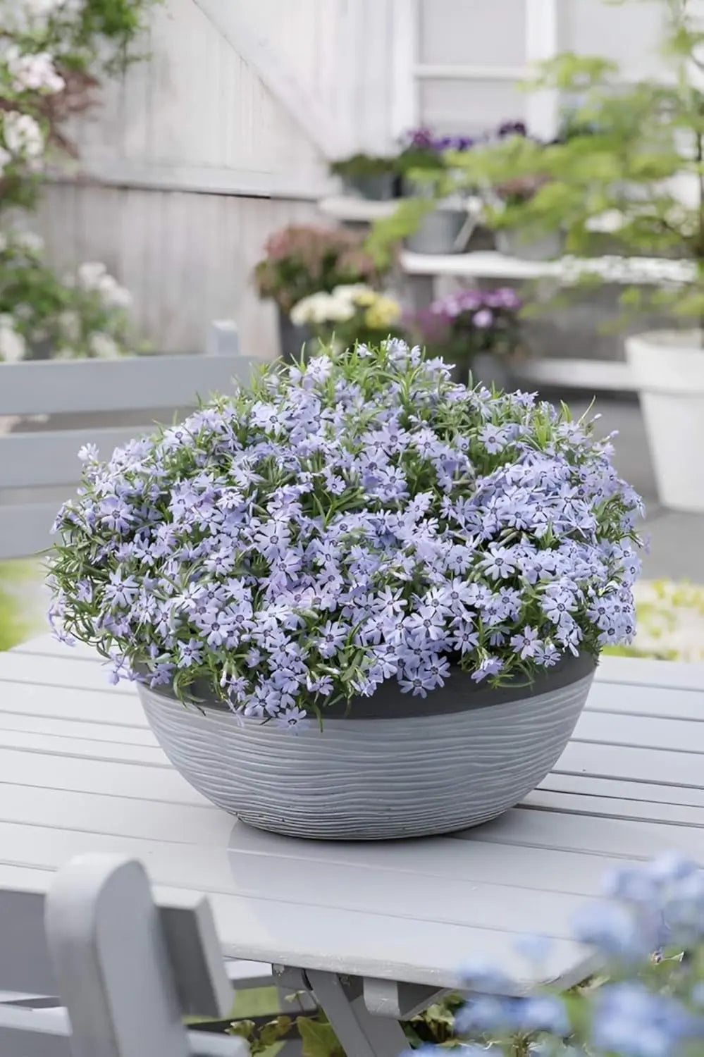 Polster-Phlox 'Fabulous Blue Dark Center' Staude von Stauden Gänge, blaue Blüten mit dunklem Zentrum, kompakte Staude