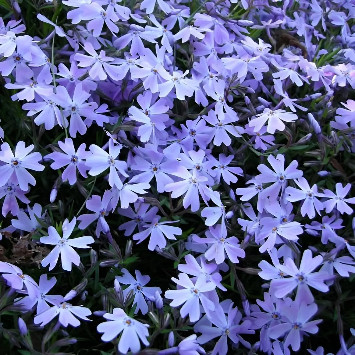 Dunkel blühende Staude Phlox subulata 'Fabulous Blue Dark Center' mit kompakter Polsterform, von Stauden Gänge.