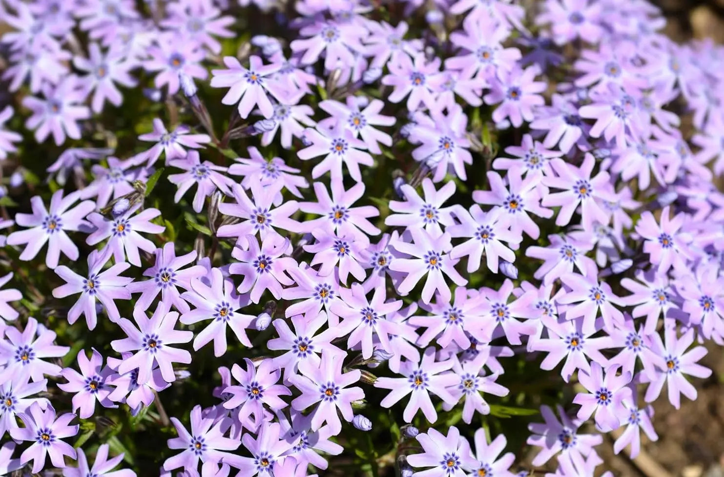 Blauer Polster-Phlox Staude von Stauden Gänge mit violett-blauen Blüten, kompakte, niedrige Staude für Garten und Beete.