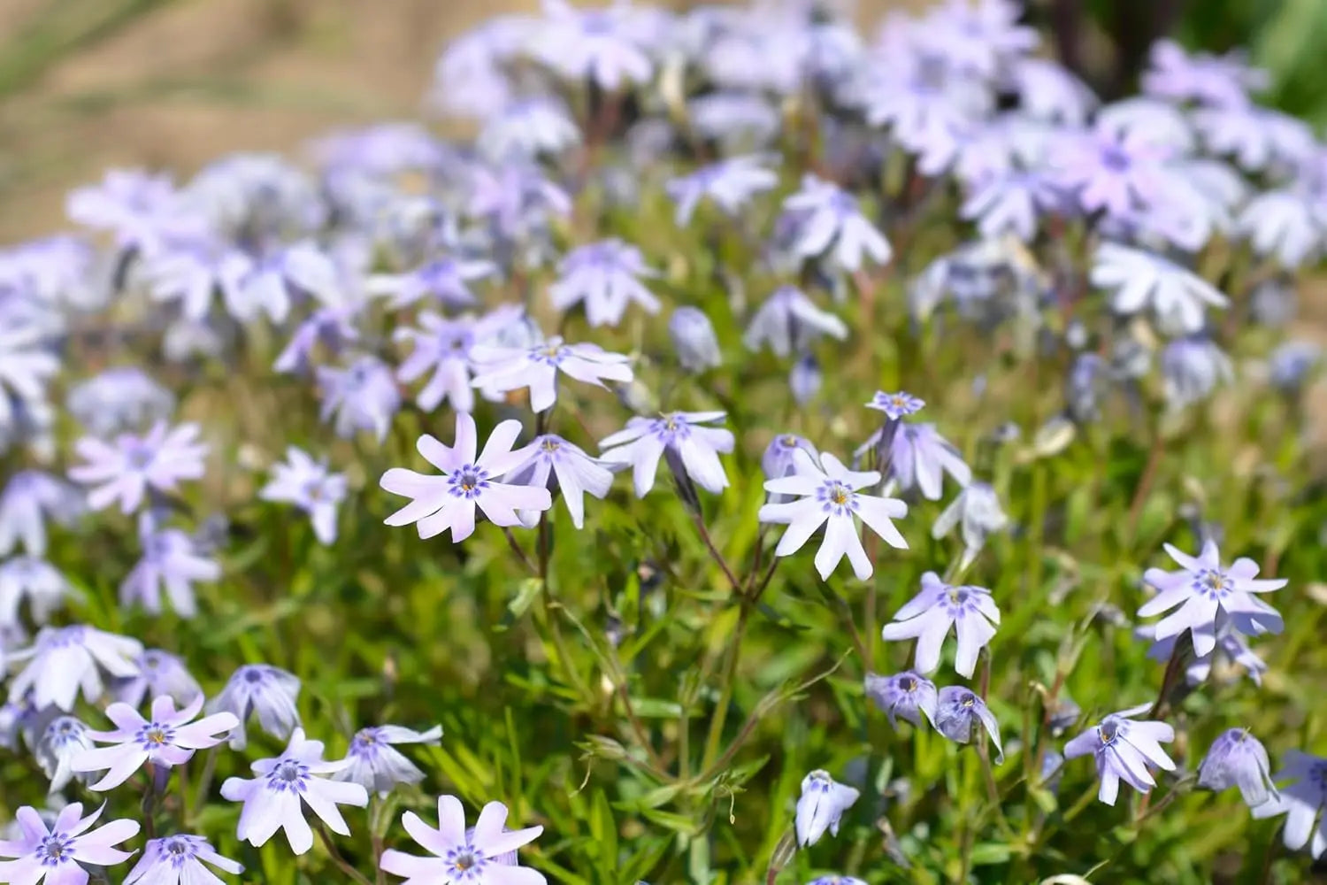Blauer Polster-Phlox (Phlox subulata 'Fabulous Blue Violet') als Staude, blühend mit violetten Blüten, von Stauden Gänge