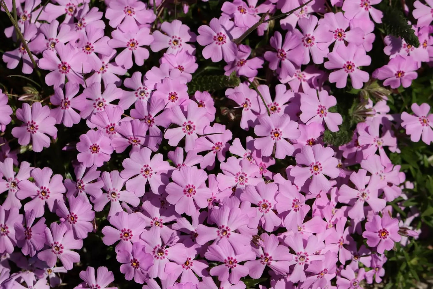 Rosa Polster-Phlox Staude von Stauden Gänge mit rosa Blüten, dicht wachsend und bodendeckend, ideal für Steingärten und Beete