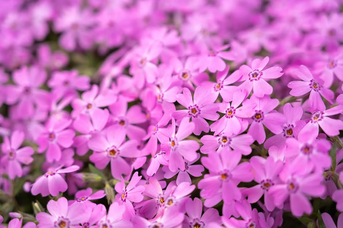 Rosa Polster-Phlox 'Fabulous Rose', Staude von Stauden Gänge, blühende Staude mit rosa Blüten, ideal für Gartenbeete.