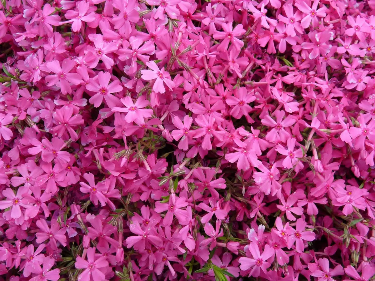 Staude Phlox subulata 'Fabulous Rose' in rosa, mit dichten Polster, von Stauden Gänge, wächst im Garten.