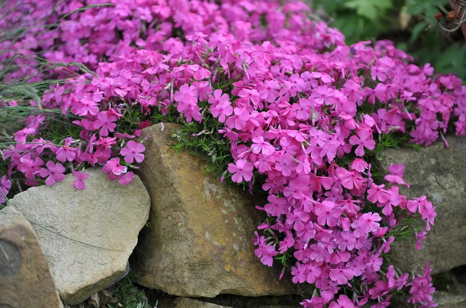 Violetter Stauden Gänge Polster-Phlox 'McDaniel's Cushion' als Staude, dicht wachsend mit leuchtenden violetten Blüten.