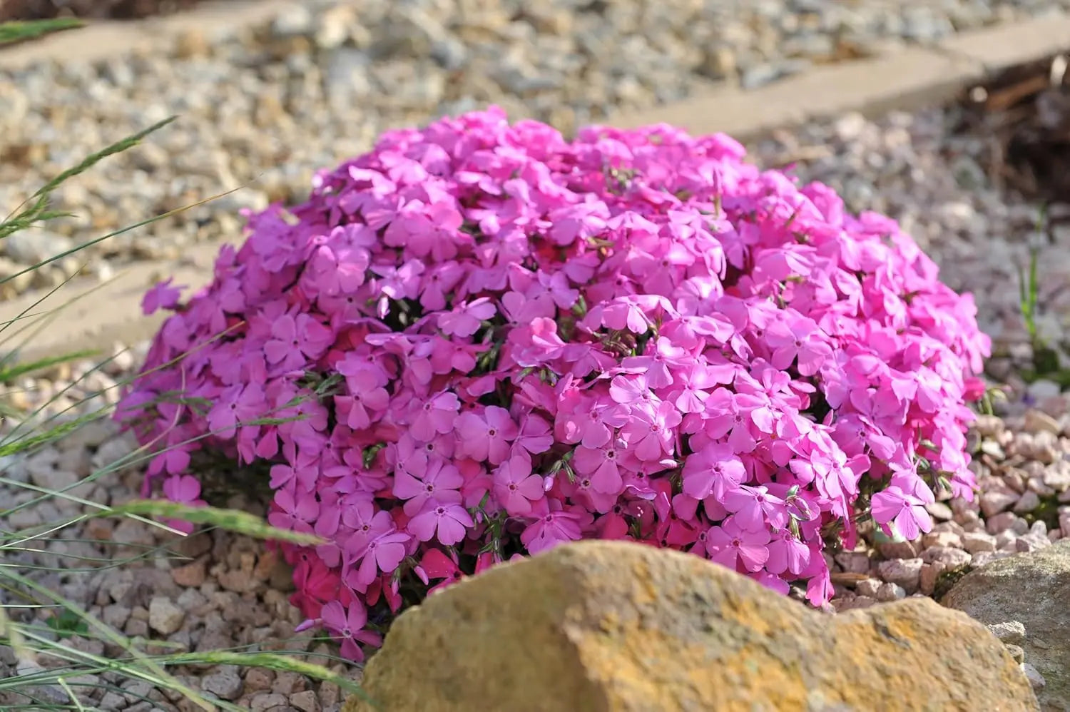 Violetter Polster-Phlox 'McDaniel's Cushion' Staude von Stauden Gänge, dicht wachsend mit violetten Blüten, ideal für Steingärten.