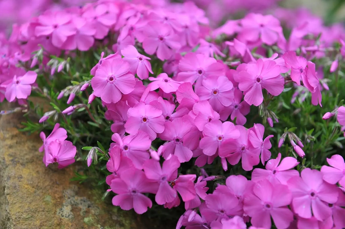 Violetter Polster-Phlox 'McDaniel's Cushion' Staude von Stauden Gänge, dicht wachsend mit kleinen, violetten Blüten.