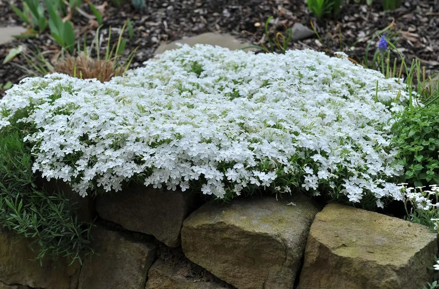 Weißer Polster-Phlox (Phlox subulata 'White Delight') als Staude mit weißen Blüten, präsentiert von Stauden Gänge.