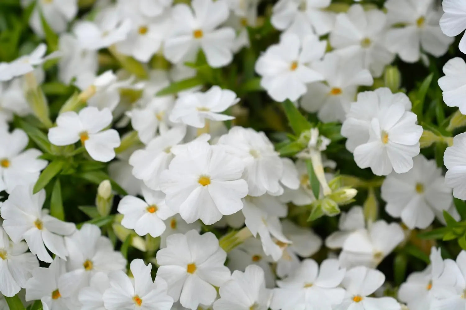 Weiße Staude Phlox subulata 'White Delight' von Stauden Gänge, blühende Polster-Phlox in Garten.