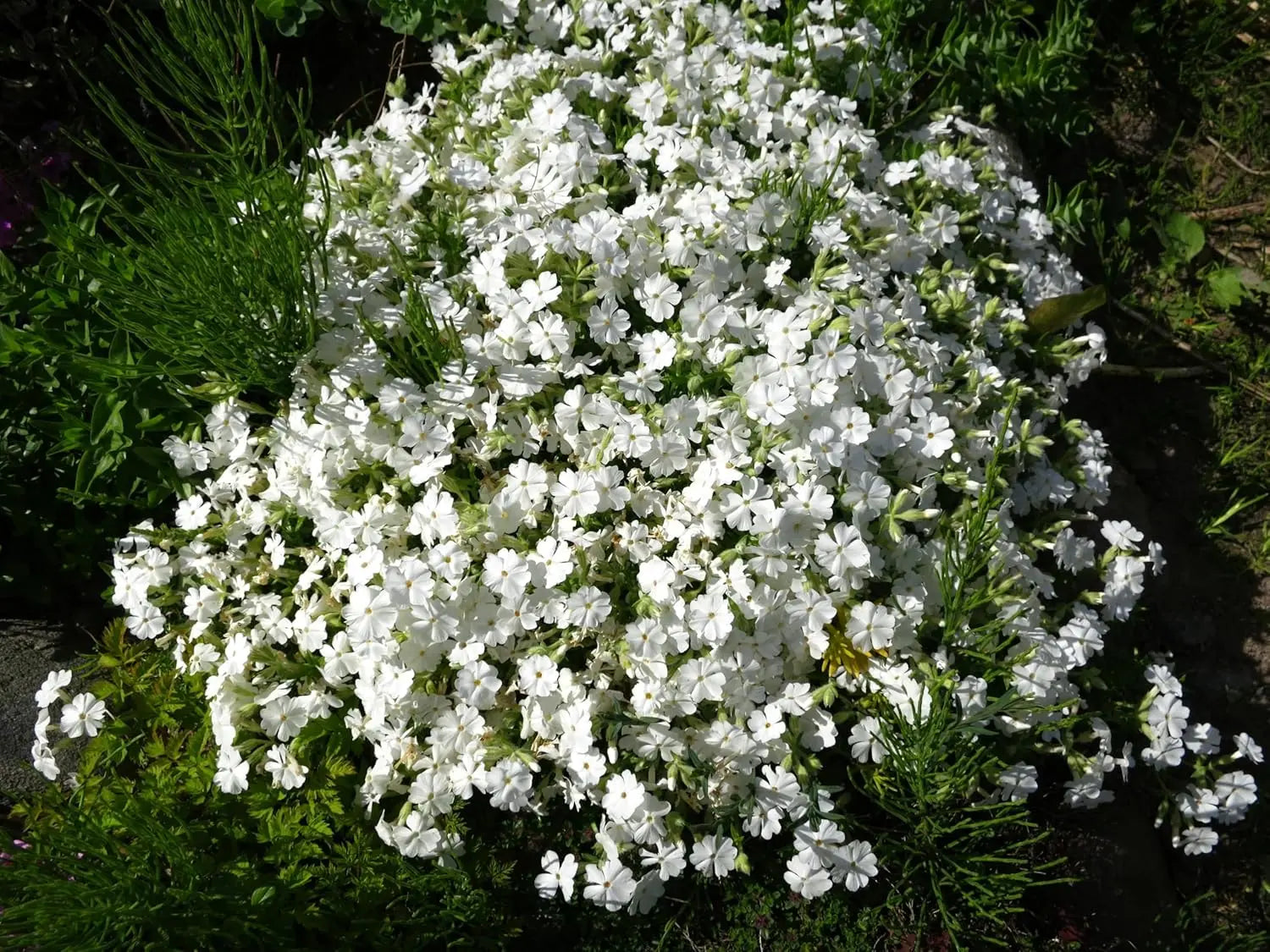 Weißer Polster-Phlox Staude, Phlox subulata 'White Delight', mit dichten, weißen Blüten in einem Gartenbeet.