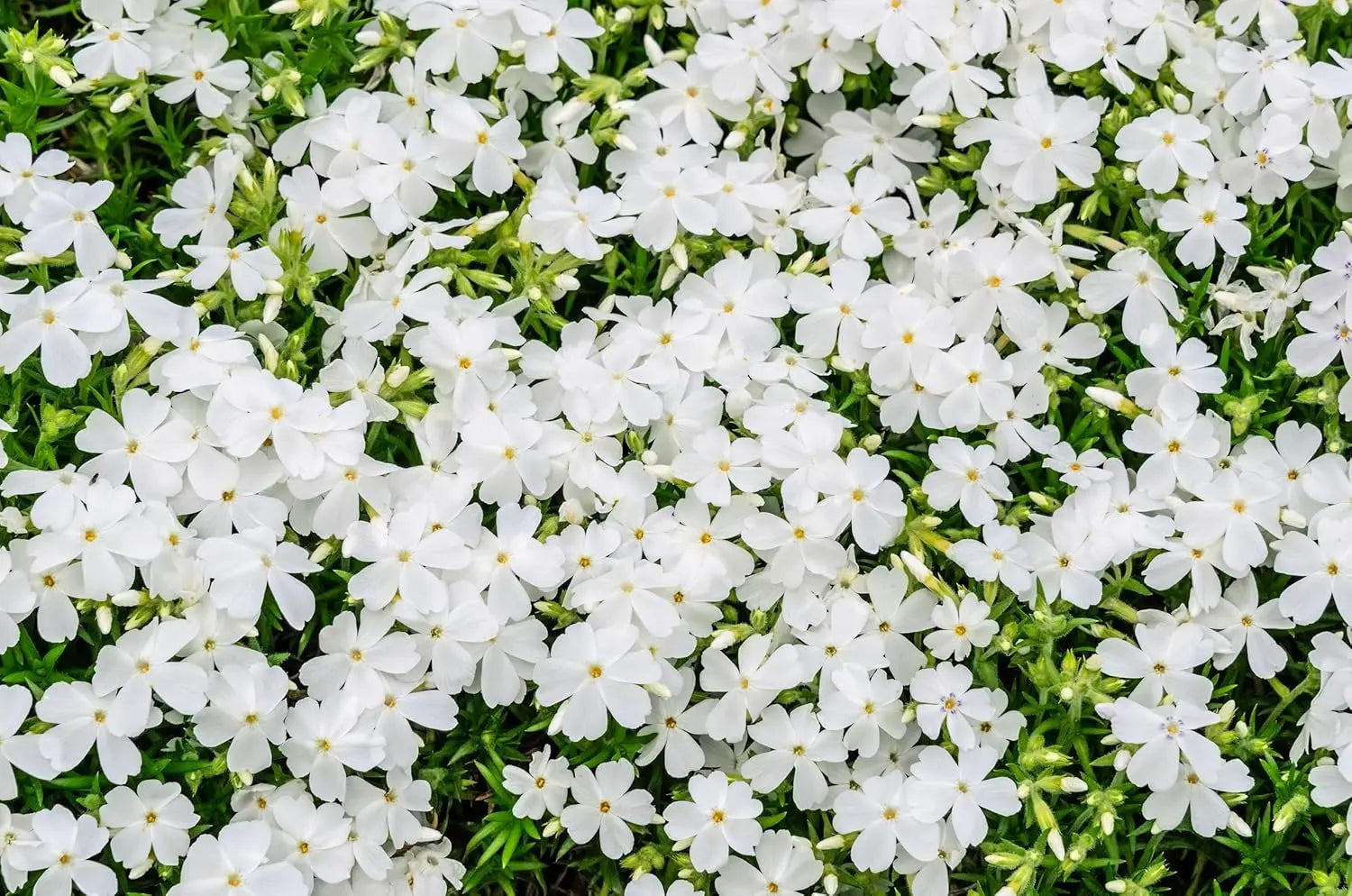 Weiße Phlox-Staude 'White Delight' von Stauden Gänge, bodendeckende Pflanze mit weißen Blüten, ideal für Steingärten.
