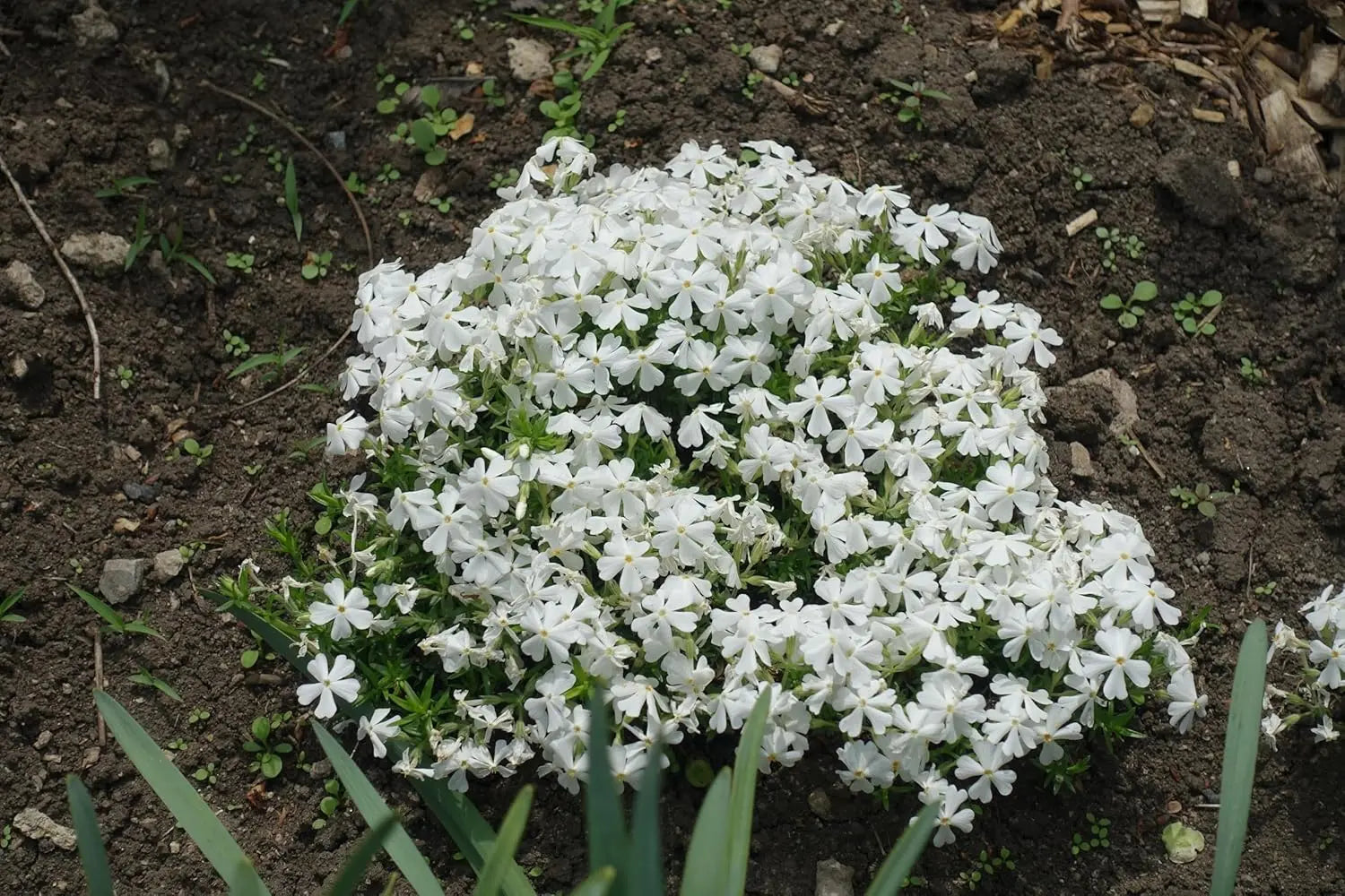 Weißer Polster-Phlox, Staude von Stauden Gänge, mit dichten weißen Blütendolden und grünen Blättern, wächst bodenbündig.
