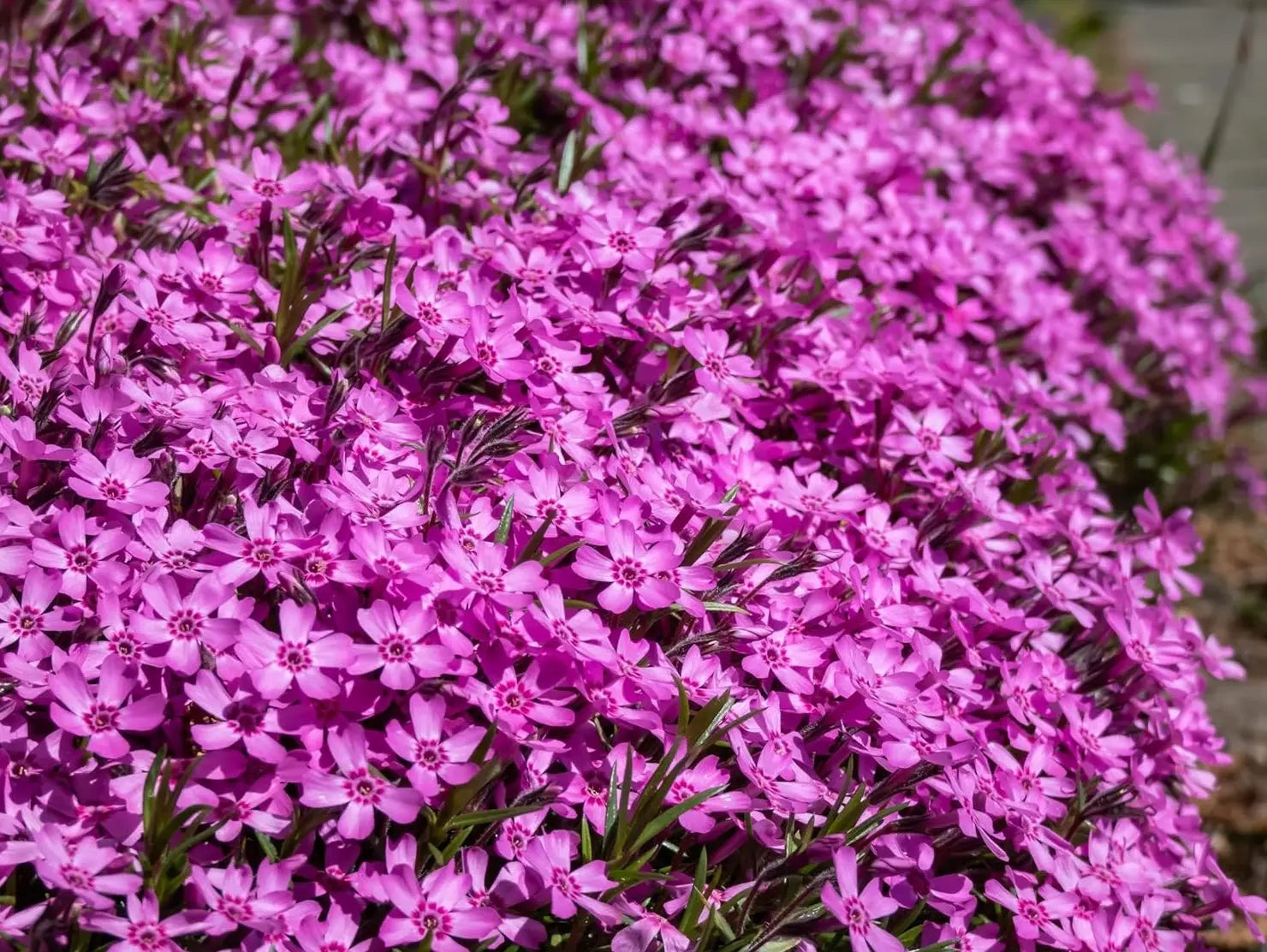 Zwerg Polster-Phlox (Phlox subulata 'Zwergenteppich') Staude, grüne Bodendecke mit blühenden rosa Blüten, von Stauden Gänge