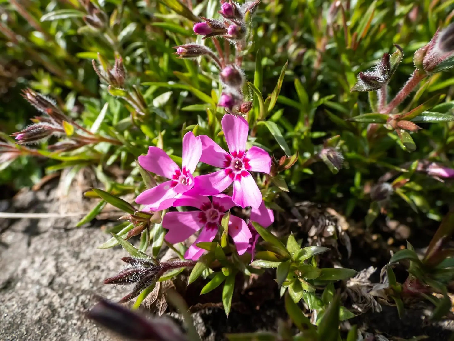 Zwerg-Polster-Phlox (Phlox subulata 'Zwergenteppich') als Staude in einem Garten, mit grünen, dichten Blättern und farbigen Blüten.
