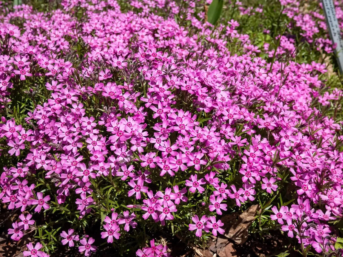 Bunte Phlox subulata 'Zwergenteppich' Staude von Stauden Gänge, bodenbedeckende Polster-Phlox in natürlicher Gartendarstellung