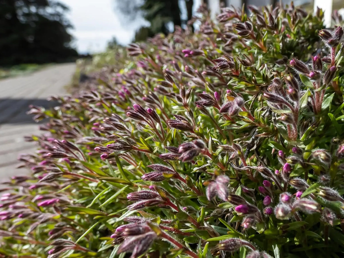 Staude Phlox subulata 'Zwergenteppich' von Stauden Gänge, dichter grüner Polster-Phlox in Garten.