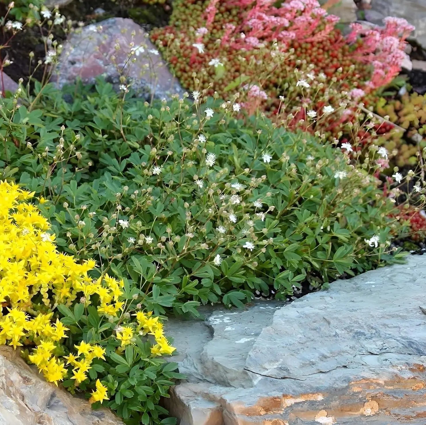 Stauden Gänge Potentilla tridentata 'Nuuk', Teppich-Fingerkraut, grüne Staude mit kompaktem Wuchs, ideal für Beete und Steingärten.