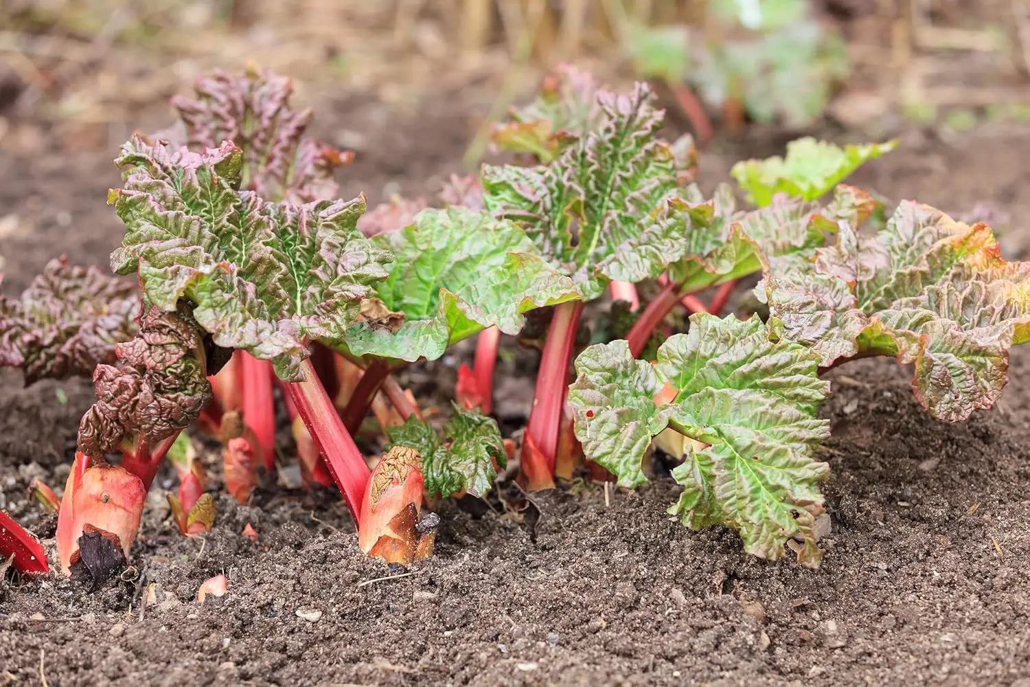 Rhabarberpflanze Rheum rhabarbarum 'Goliath' als Staude von Stauden Gänge, grüne Blätter und kräftiger Stängel sichtbar