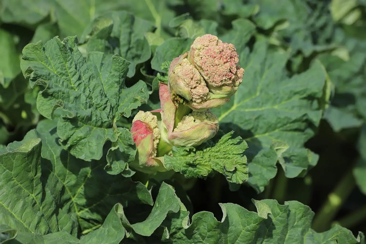 Rheum rhabarbarum 'Holsteiner Blut' Rhabarber Staude von Stauden Gänge, frisches Blattgrün und kräftiger Stängel sichtbar