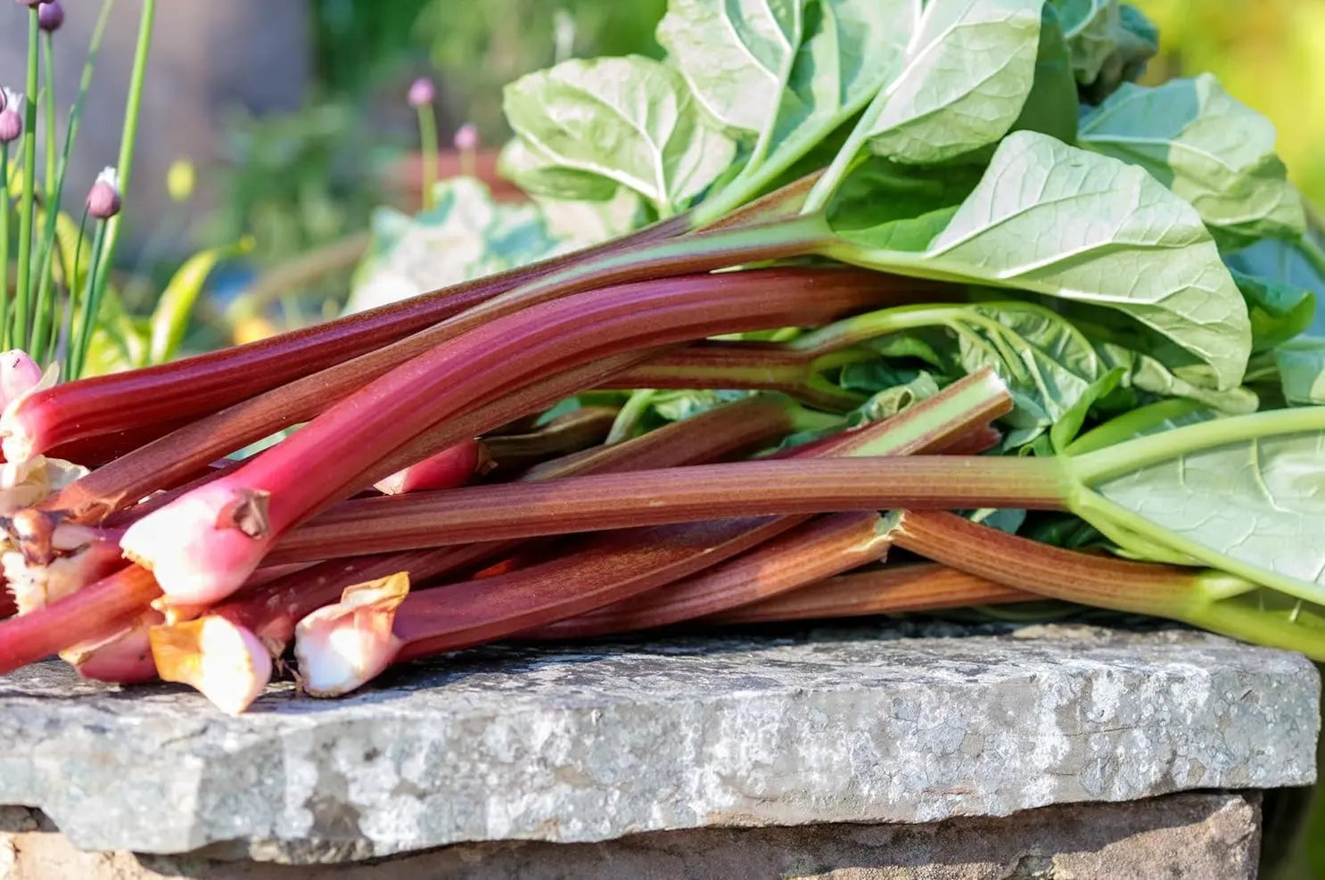 Rhabarber Staude Rheum rhabarbarum 'Stockbridge Arrow' von Stauden Gänge, mit großen grünen Blättern und roten Stielen.