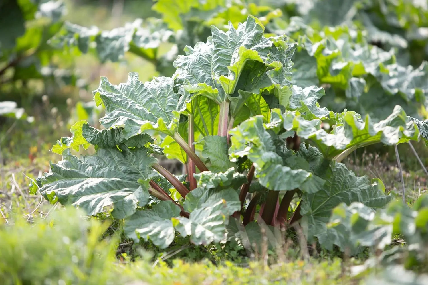 Rheum rhabarbarum 'Sutton's Seedles‘ Rhabarber Staude von Stauden Gänge, grüne Blätter und kräftiger Stängel sichtbar